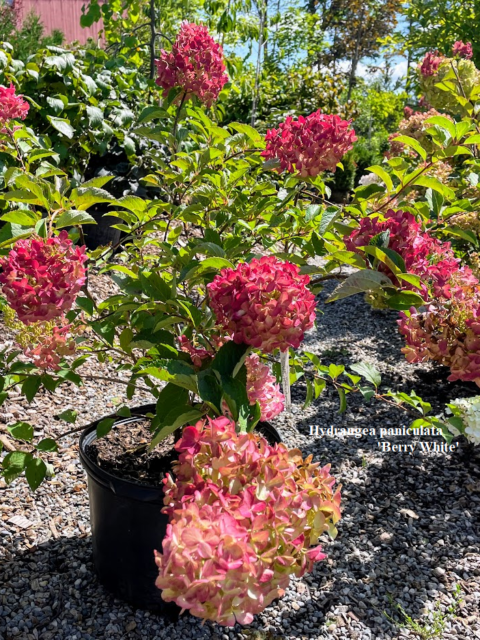 Hydrangea paniculata ‘Berry White’