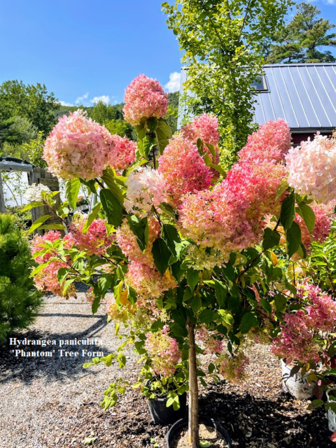 Hydrangea paniculata ‘Phantom’ Tree Form